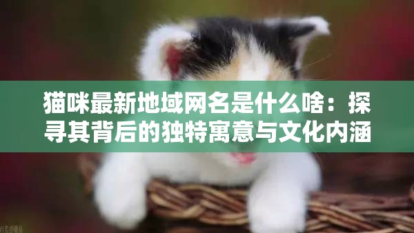 猫咪最新地域网名是什么啥：探寻其背后的独特寓意与文化内涵