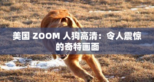 美国 ZOOM 人狗高清：令人震惊的奇特画面