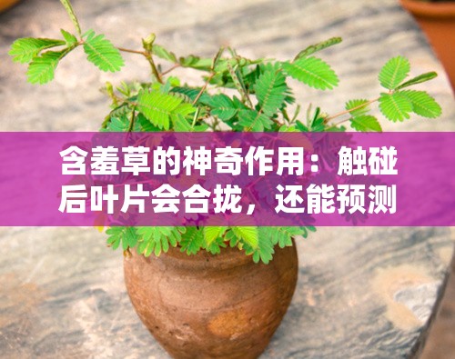 含羞草的神奇作用：触碰后叶片会合拢，还能预测天气