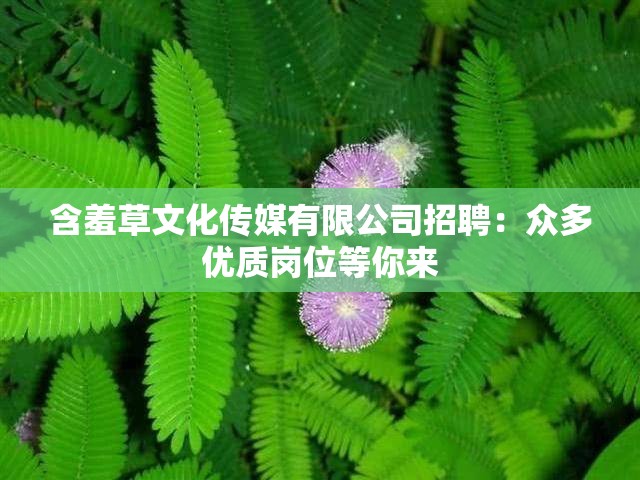 含羞草文化传媒有限公司招聘：众多优质岗位等你来