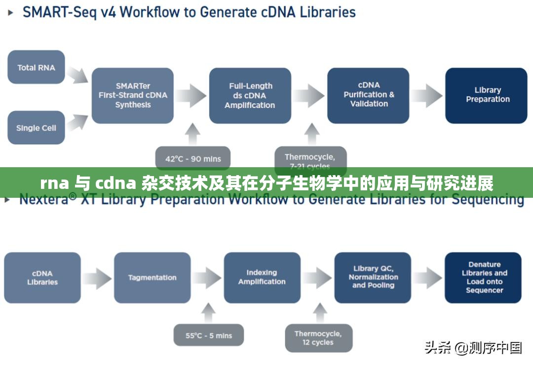 rna 与 cdna 杂交技术及其在分子生物学中的应用与研究进展