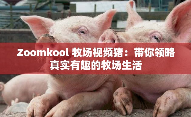 Zoomkool 牧场视频猪：带你领略真实有趣的牧场生活