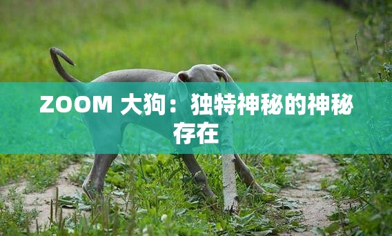 ZOOM 大狗：独特神秘的神秘存在