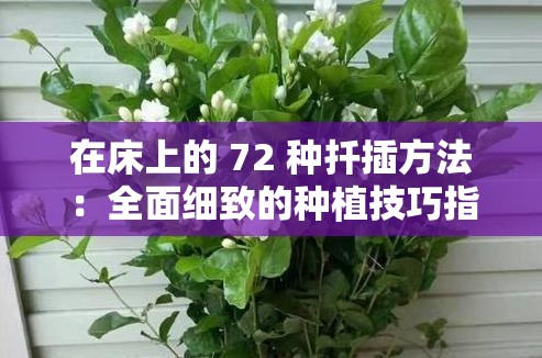 在床上的 72 种扦插方法：全面细致的种植技巧指南