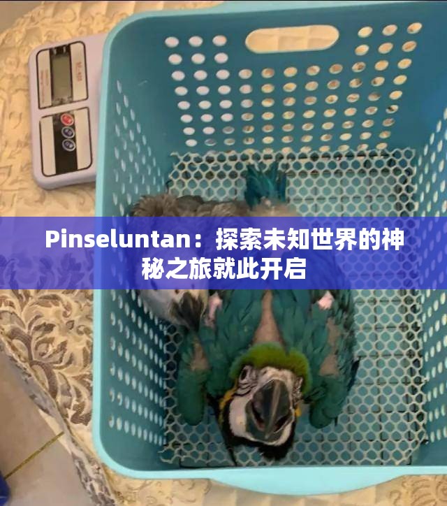 Pinseluntan：探索未知世界的神秘之旅就此开启