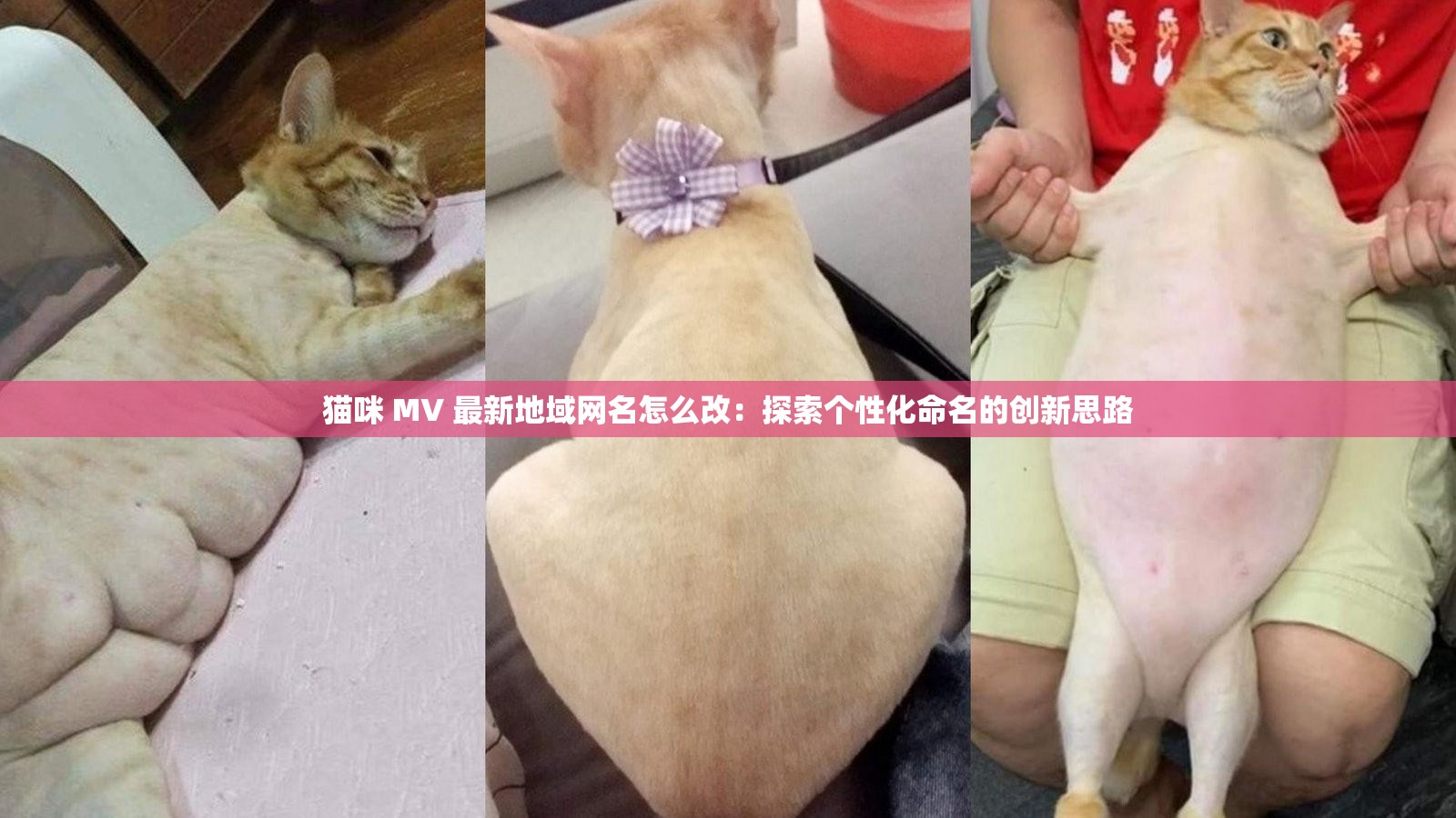 猫咪 MV 最新地域网名怎么改：探索个性化命名的创新思路