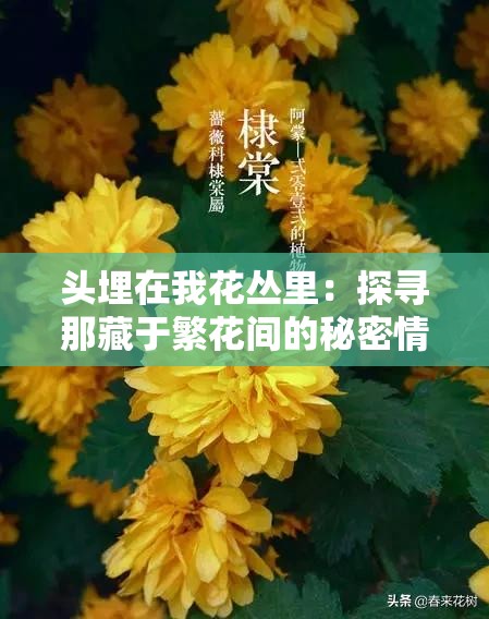 头埋在我花丛里：探寻那藏于繁花间的秘密情感