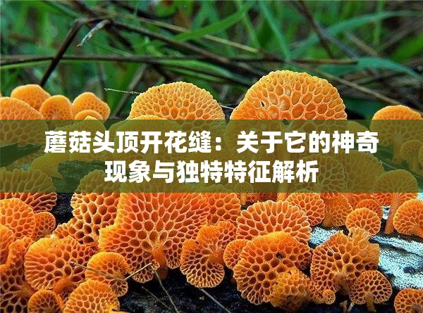 蘑菇头顶开花缝：关于它的神奇现象与独特特征解析