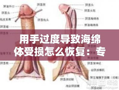 用手过度导致海绵体受损怎么恢复：专业医生解答