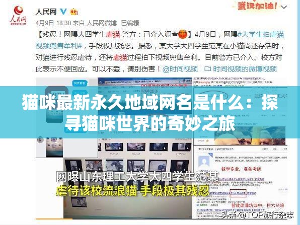 猫咪最新永久地域网名是什么：探寻猫咪世界的奇妙之旅