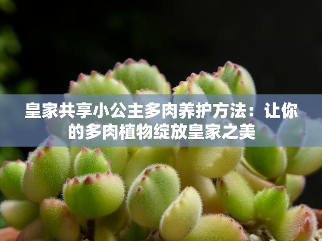 皇家共享小公主多肉养护方法：让你的多肉植物绽放皇家之美