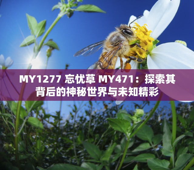 MY1277 忘忧草 MY471：探索其背后的神秘世界与未知精彩