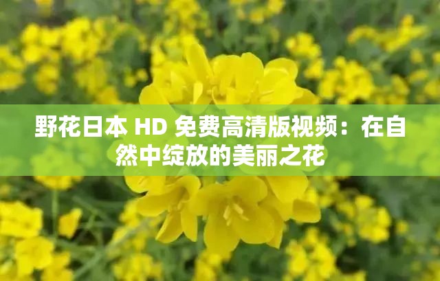 野花日本 HD 免费高清版视频：在自然中绽放的美丽之花