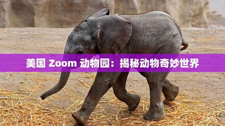 美国 Zoom 动物园：揭秘动物奇妙世界