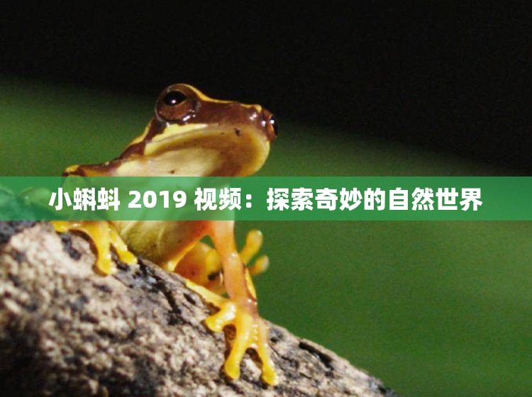 小蝌蚪 2019 视频：探索奇妙的自然世界