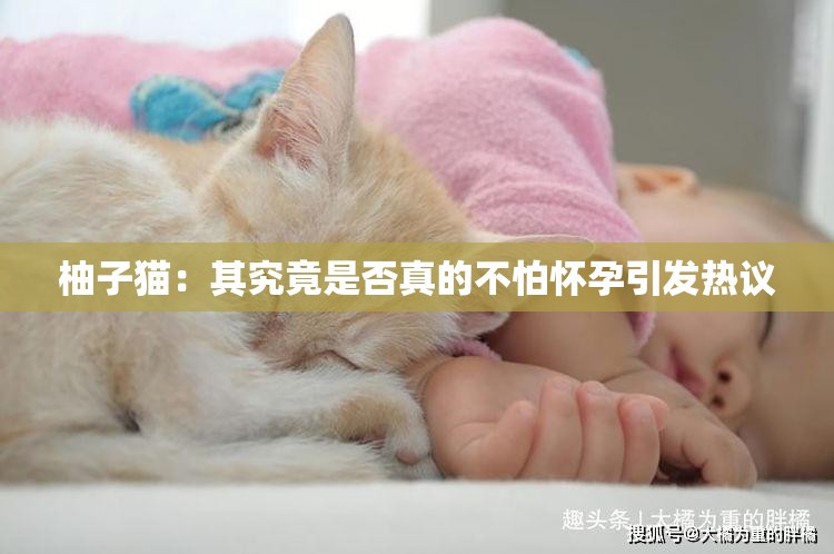 柚子猫：其究竟是否真的不怕怀孕引发热议