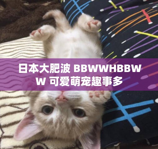 日本大肥波 BBWWHBBWW 可爱萌宠趣事多