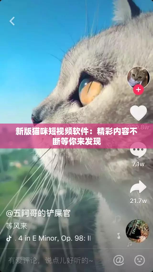 新版猫咪短视频软件：精彩内容不断等你来发现