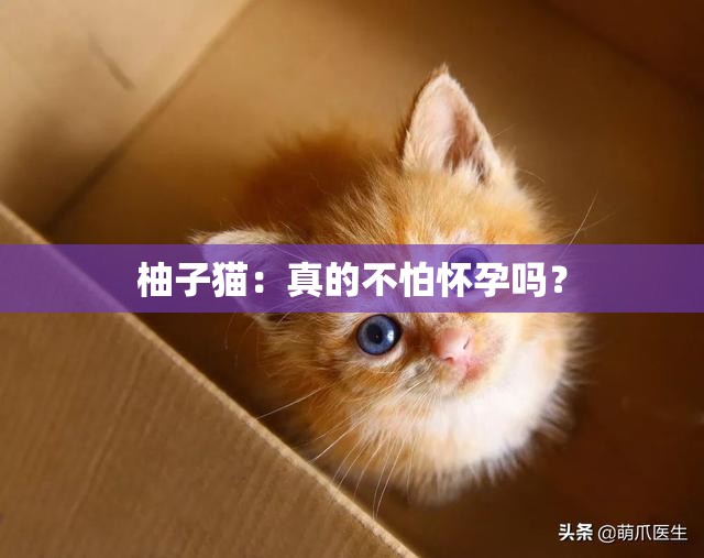 柚子猫：真的不怕怀孕吗？