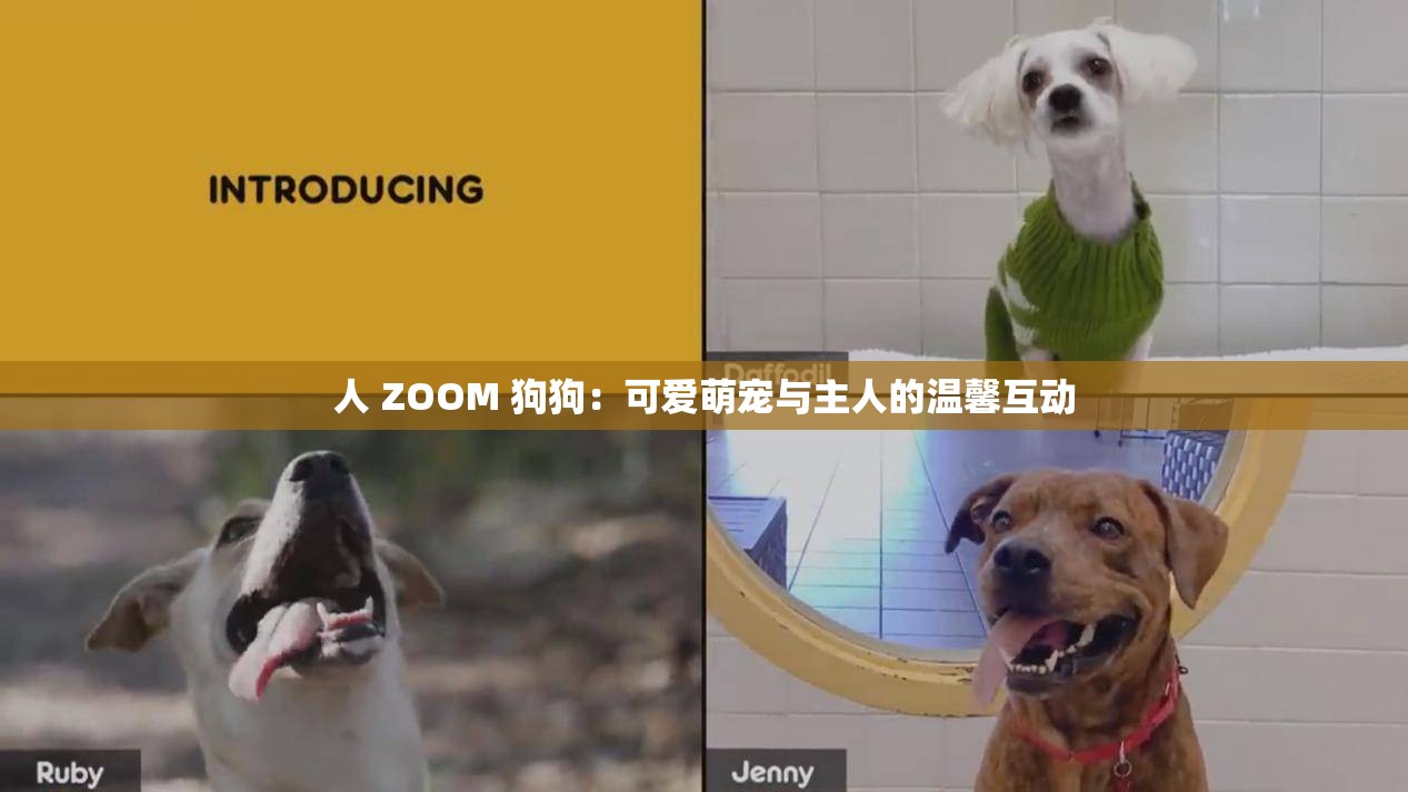 人 ZOOM 狗狗：可爱萌宠与主人的温馨互动