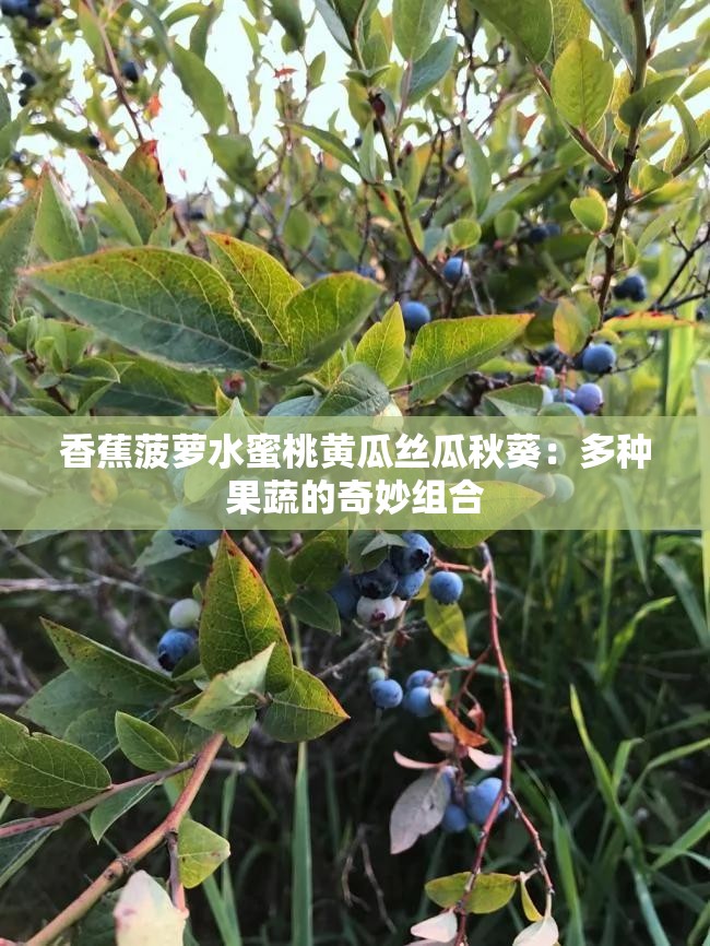 香蕉菠萝水蜜桃黄瓜丝瓜秋葵：多种果蔬的奇妙组合