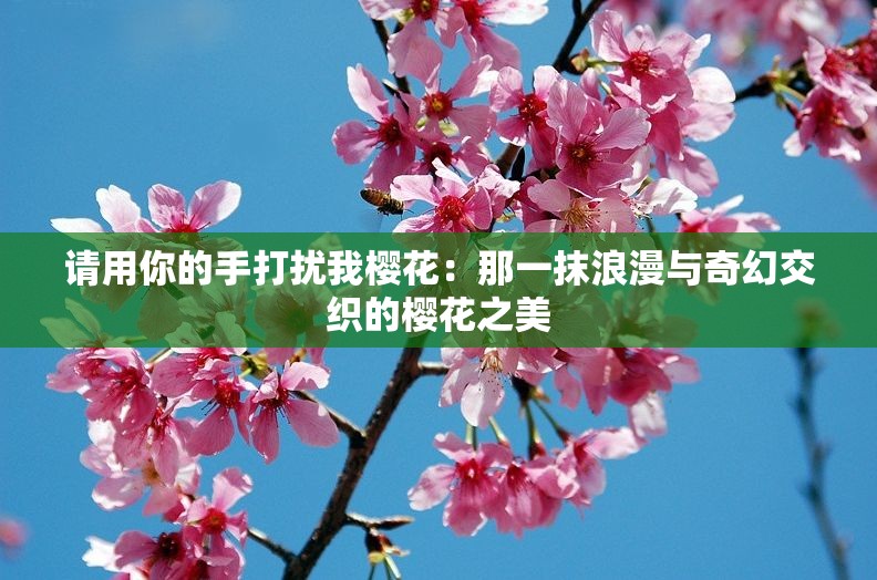 请用你的手打扰我樱花：那一抹浪漫与奇幻交织的樱花之美