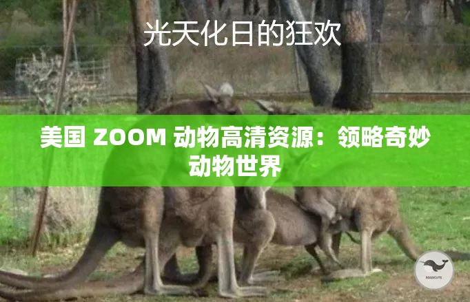 美国 ZOOM 动物高清资源：领略奇妙动物世界