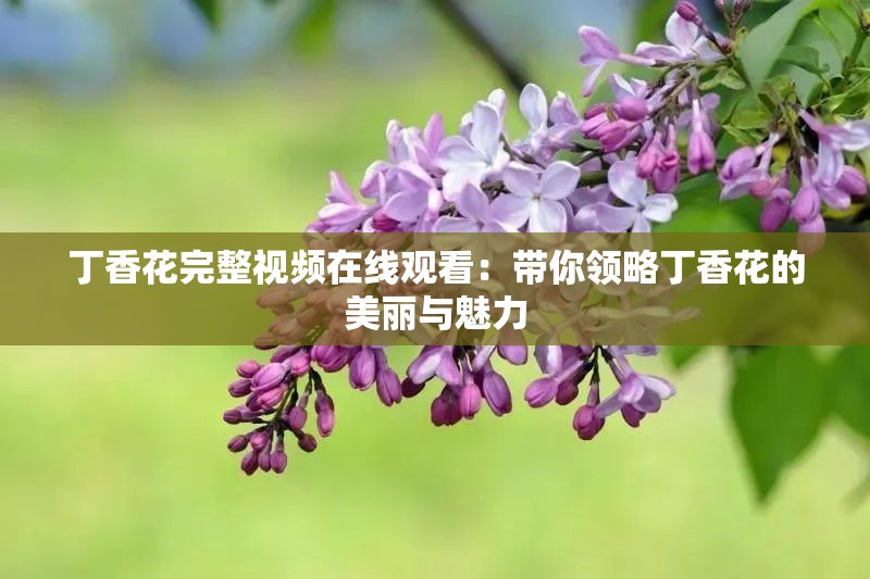 丁香花完整视频在线观看：带你领略丁香花的美丽与魅力