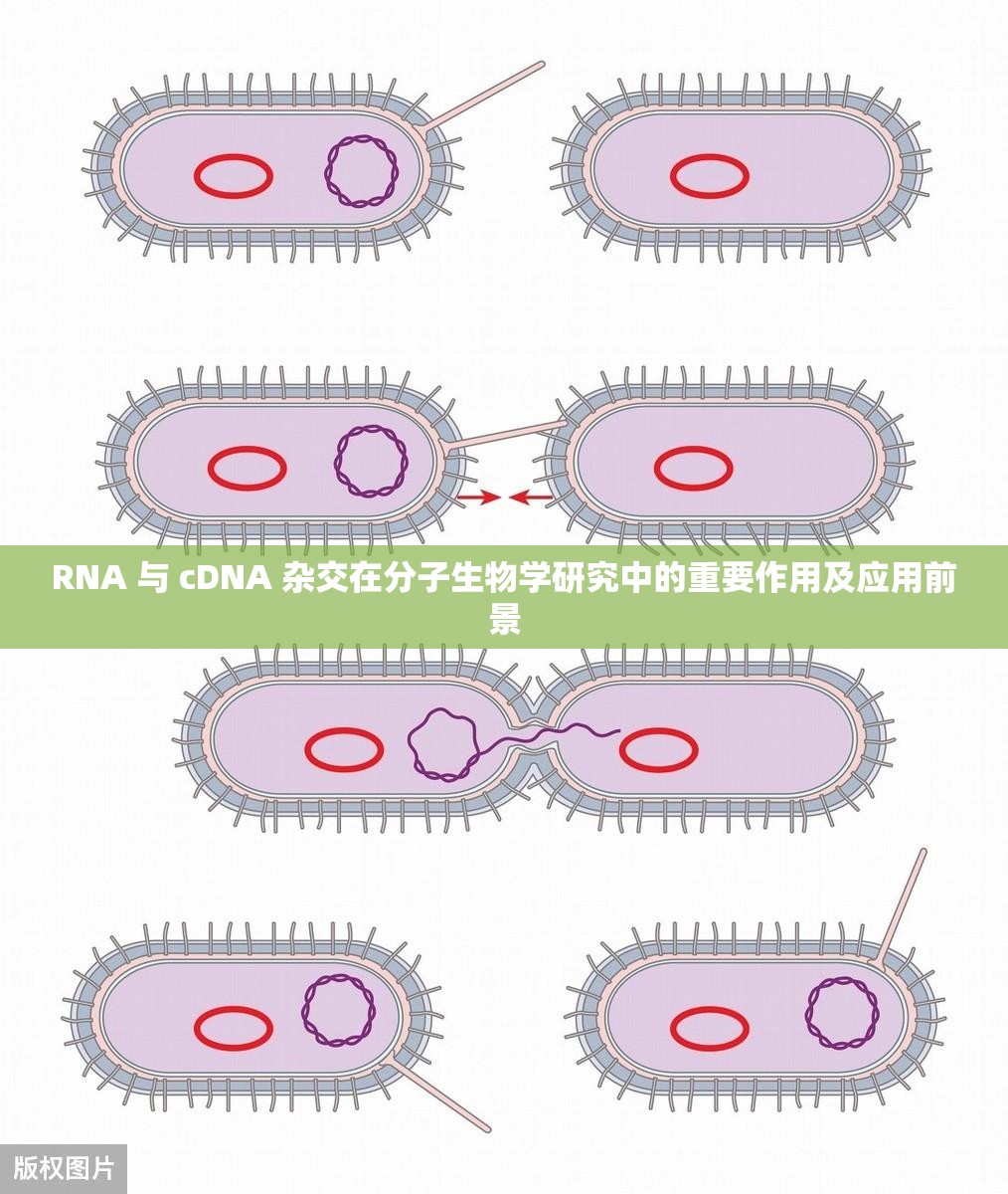 RNA 与 cDNA 杂交在分子生物学研究中的重要作用及应用前景