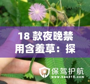 18 款夜晚禁用含羞草：探索其背后的神秘原因及影响