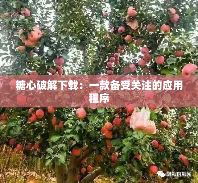 糖心破解下载：一款备受关注的应用程序