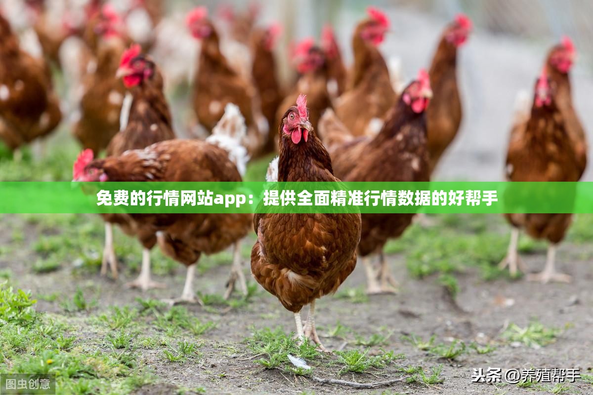 免费的行情网站app：提供全面精准行情数据的好帮手