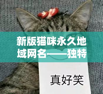 新版猫咪永久地域网名——独特且充满魅力的网络标识