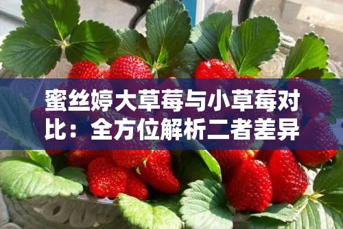 蜜丝婷大草莓与小草莓对比：全方位解析二者差异