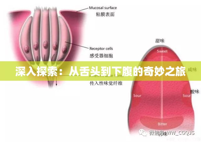 深入探索：从舌头到下腹的奇妙之旅