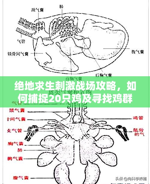 绝地求生刺激战场攻略，如何捕捉20只鸡及寻找鸡群聚集的密集区域