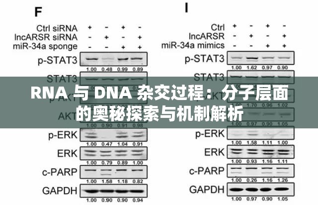 RNA 与 DNA 杂交过程：分子层面的奥秘探索与机制解析