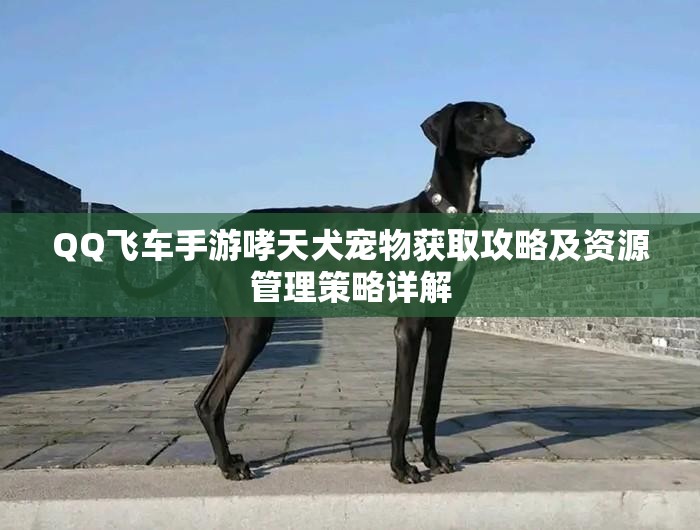 QQ飞车手游哮天犬宠物获取攻略及资源管理策略详解