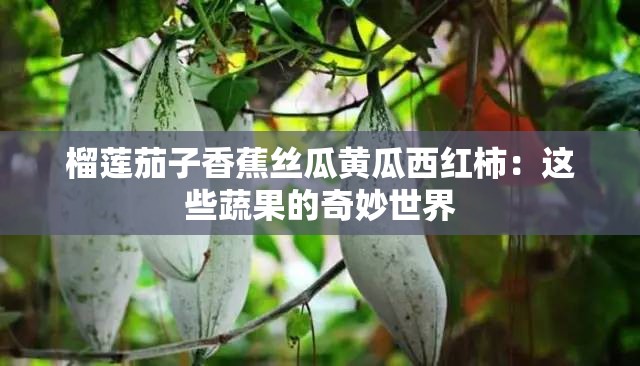 榴莲茄子香蕉丝瓜黄瓜西红柿：这些蔬果的奇妙世界