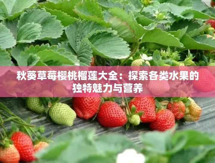 秋葵草莓樱桃榴莲大全：探索各类水果的独特魅力与营养