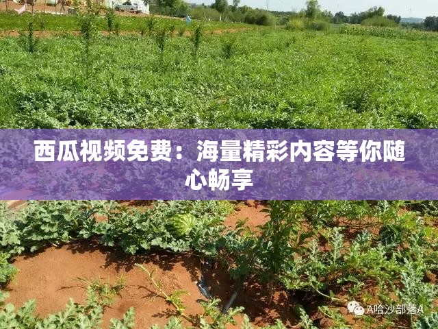 西瓜视频免费：海量精彩内容等你随心畅享