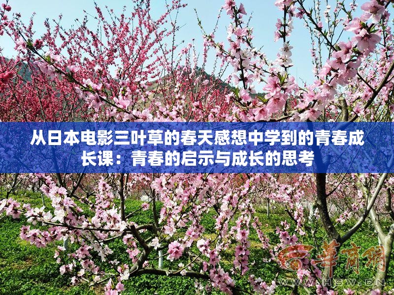 从日本电影三叶草的春天感想中学到的青春成长课：青春的启示与成长的思考