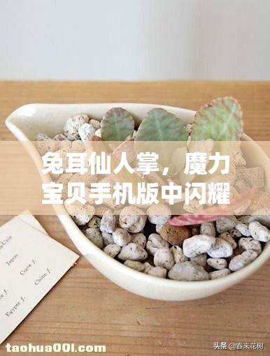 兔耳仙人掌，魔力宝贝手机版中闪耀登场的攻击型宠物之星