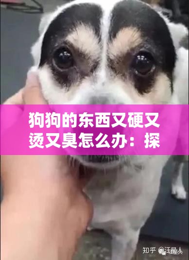 狗狗的东西又硬又烫又臭怎么办：探寻解决之法迫在眉睫