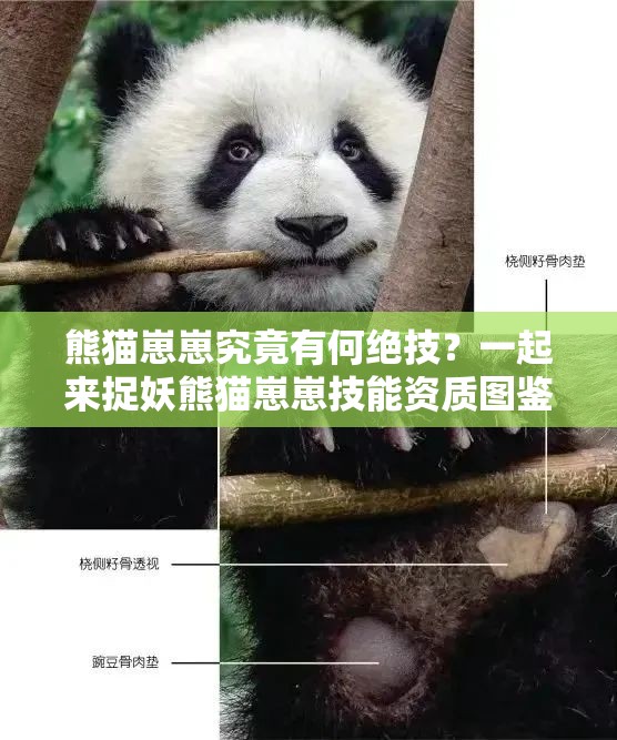 熊猫崽崽究竟有何绝技？一起来捉妖熊猫崽崽技能资质图鉴大揭秘！