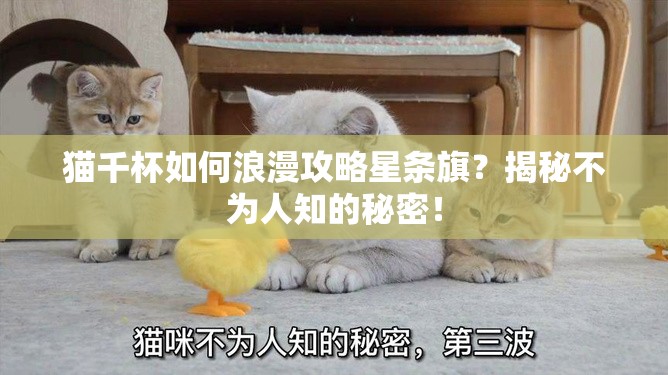 猫千杯如何浪漫攻略星条旗？揭秘不为人知的秘密！