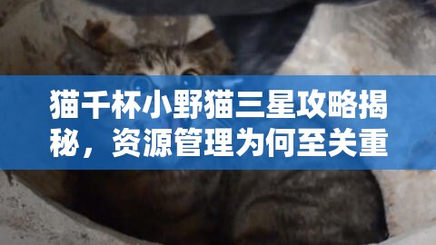 猫千杯小野猫三星攻略揭秘，资源管理为何至关重要？高效利用策略大公开！