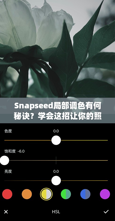 Snapseed局部调色有何秘诀？学会这招让你的照片瞬间焕发新生！