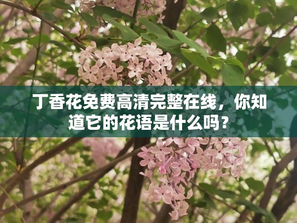 丁香花免费高清完整在线，你知道它的花语是什么吗？