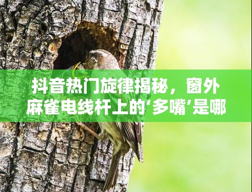 抖音热门旋律揭秘，窗外麻雀电线杆上的‘多嘴’是哪首歌？探索七里香的演变史